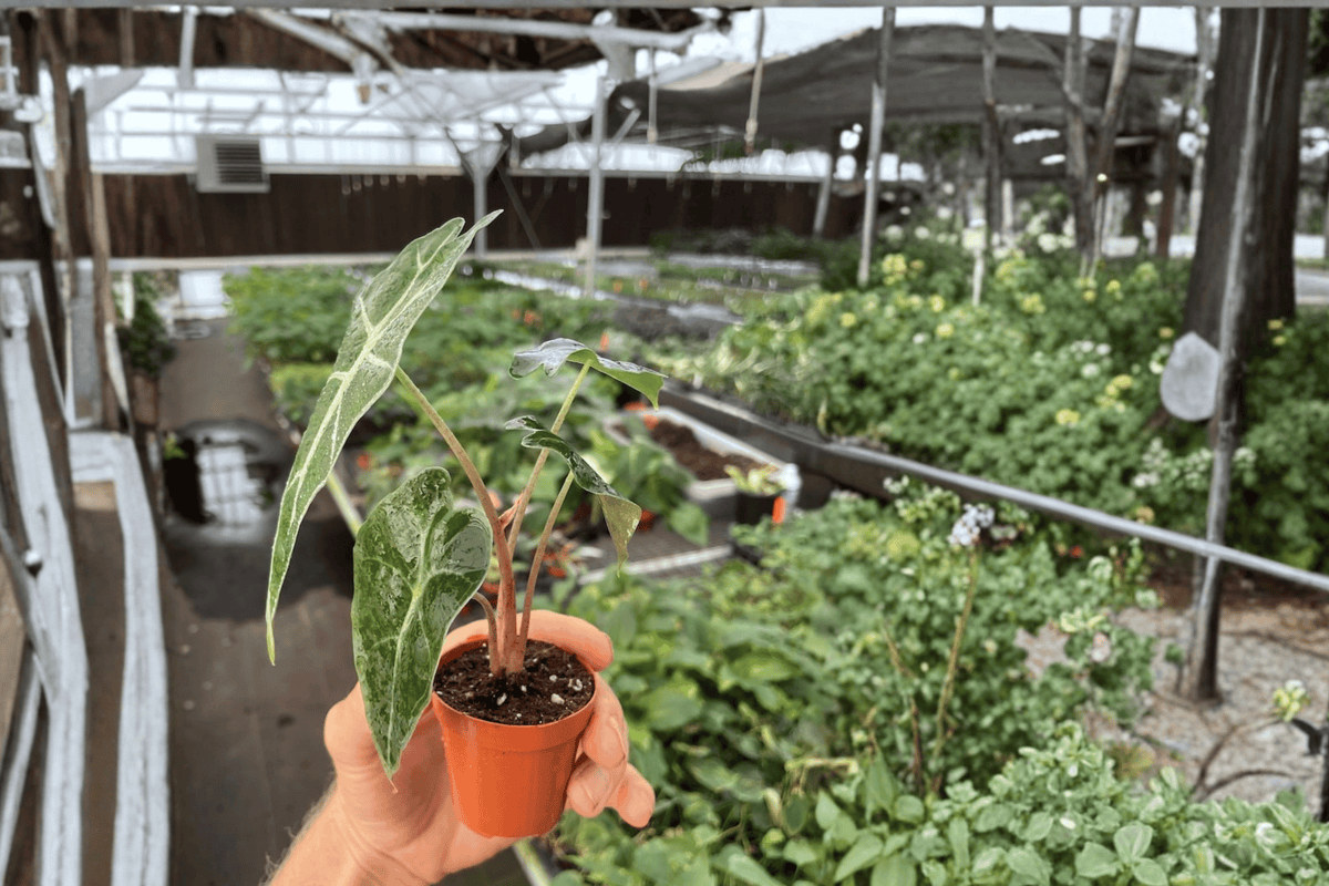 Alocasia Dwarf Amazonica - 2 Live Starter Plants in 2-Inch Pots (Alocasia × amazonica)