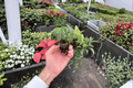 Scindapsus Exotica Starter Plants (2) Bare Root - Exotica Pictus