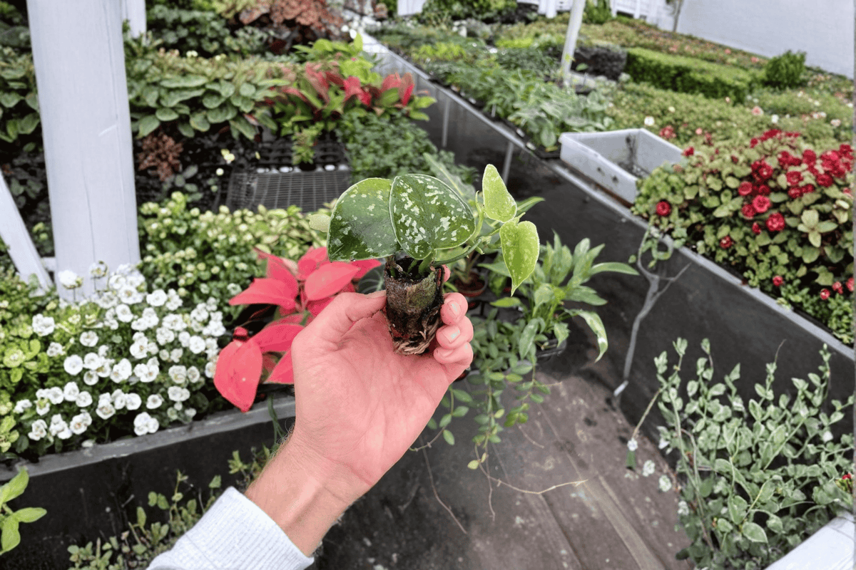 Scindapsus Exotica Starter Plants (2) Bare Root - Exotica Pictus