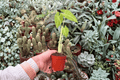 Alocasia Lutea (Lutea) Live Starter Plants - 2-Inch Nursery Size (2 Pack) Bare Root