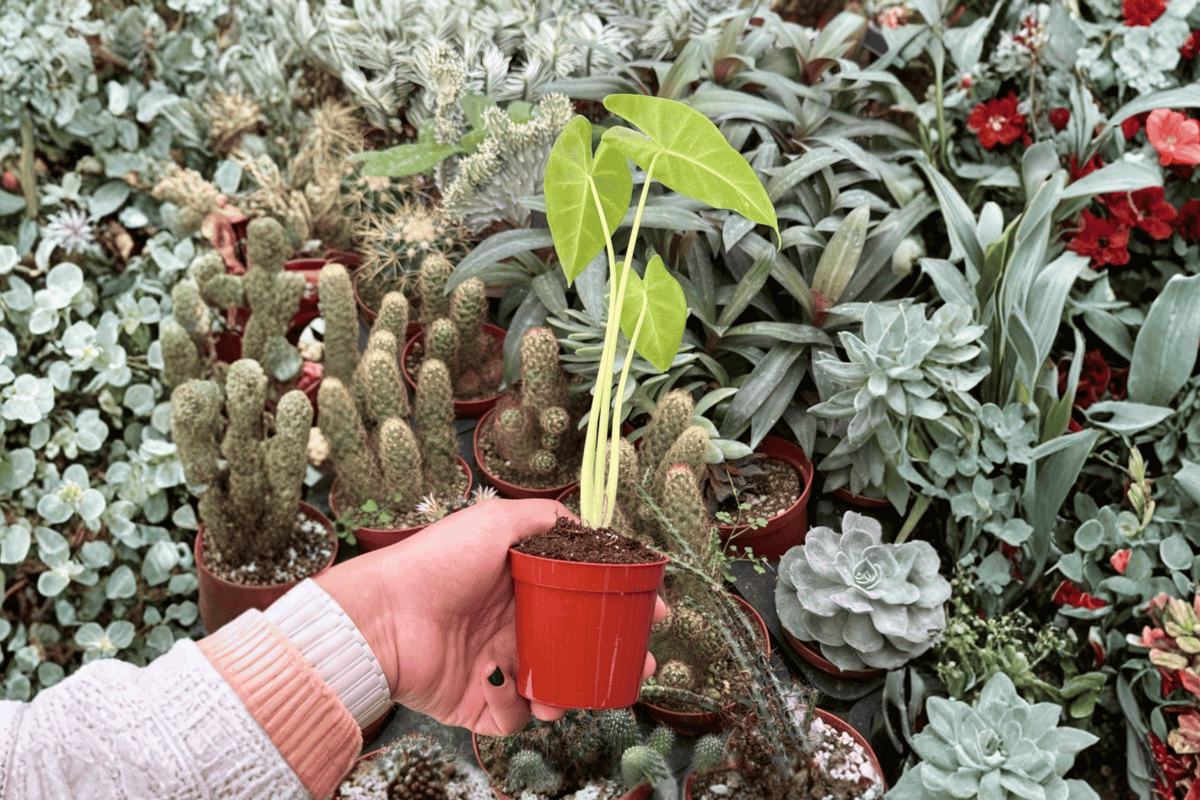 Alocasia Lutea (Lutea) Live Starter Plants - 2-Inch Nursery Size (2 Pack) Bare Root