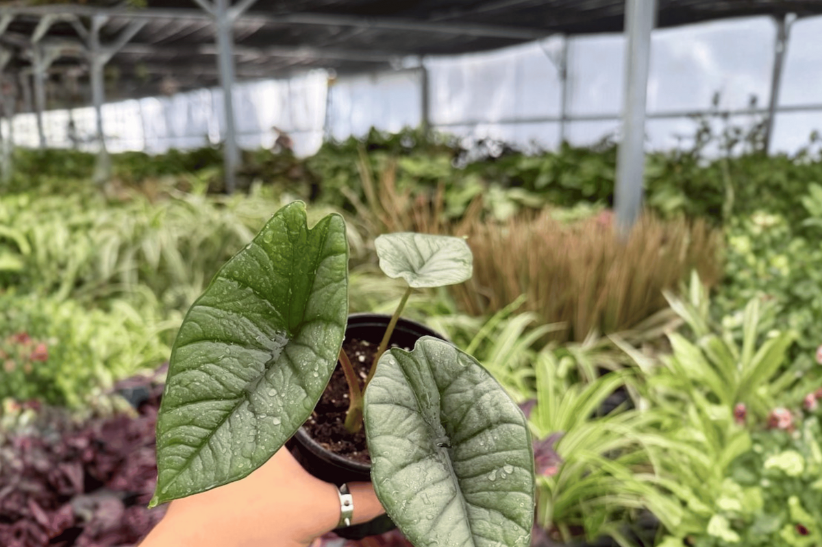Alocasia Platinum ‘Bisma’ 2-Pack – 4-Inch Potted Live Plants