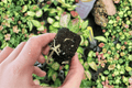 Aglaonema 'Lucky Red' Starter Plants (2) — Bare Root Chinese Evergreen