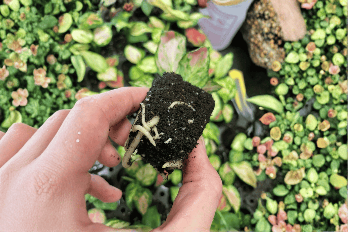 Aglaonema 'Lucky Red' Starter Plants (2) — Bare Root Chinese Evergreen