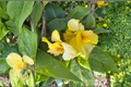 Richard Wallace Canna Lily Bare Roots 3 Pack | Yellow Flowers, Perennial