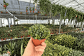 Haworthia retusa Live Plants - 2-Pack in 4-Inch Pots