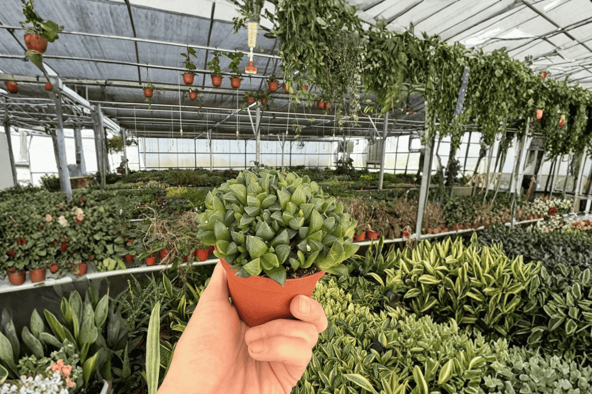 Haworthia retusa Live Plants - 2-Pack in 4-Inch Pots