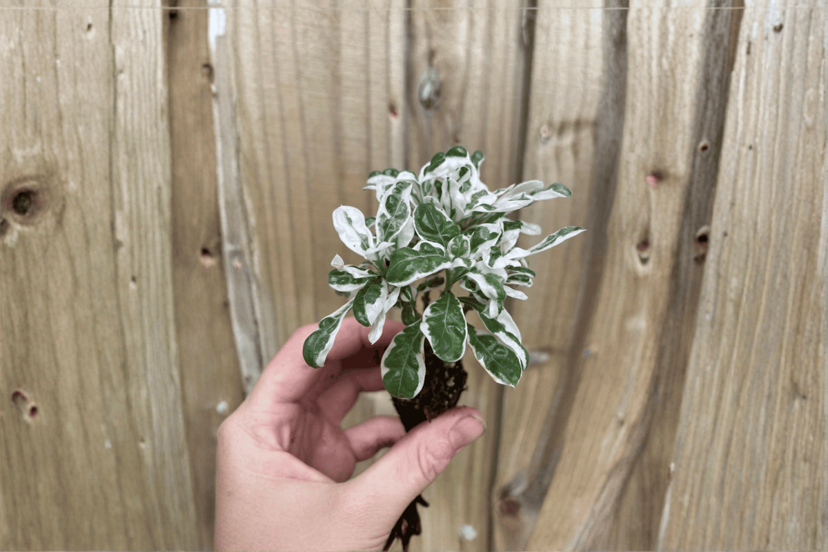 Alternanthera Snow Queen Starter Plants (2) - Bare Root, Variegated Foliage