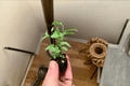 Variegated Ficus Benjamina Starter Plants – 2-Pack (2-inch) Bare Root