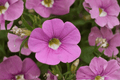 Calibrachoa MiniFamous Neo Light Pink + Eye Million Bells — 4-Inch Pot, 1 Live Plant
