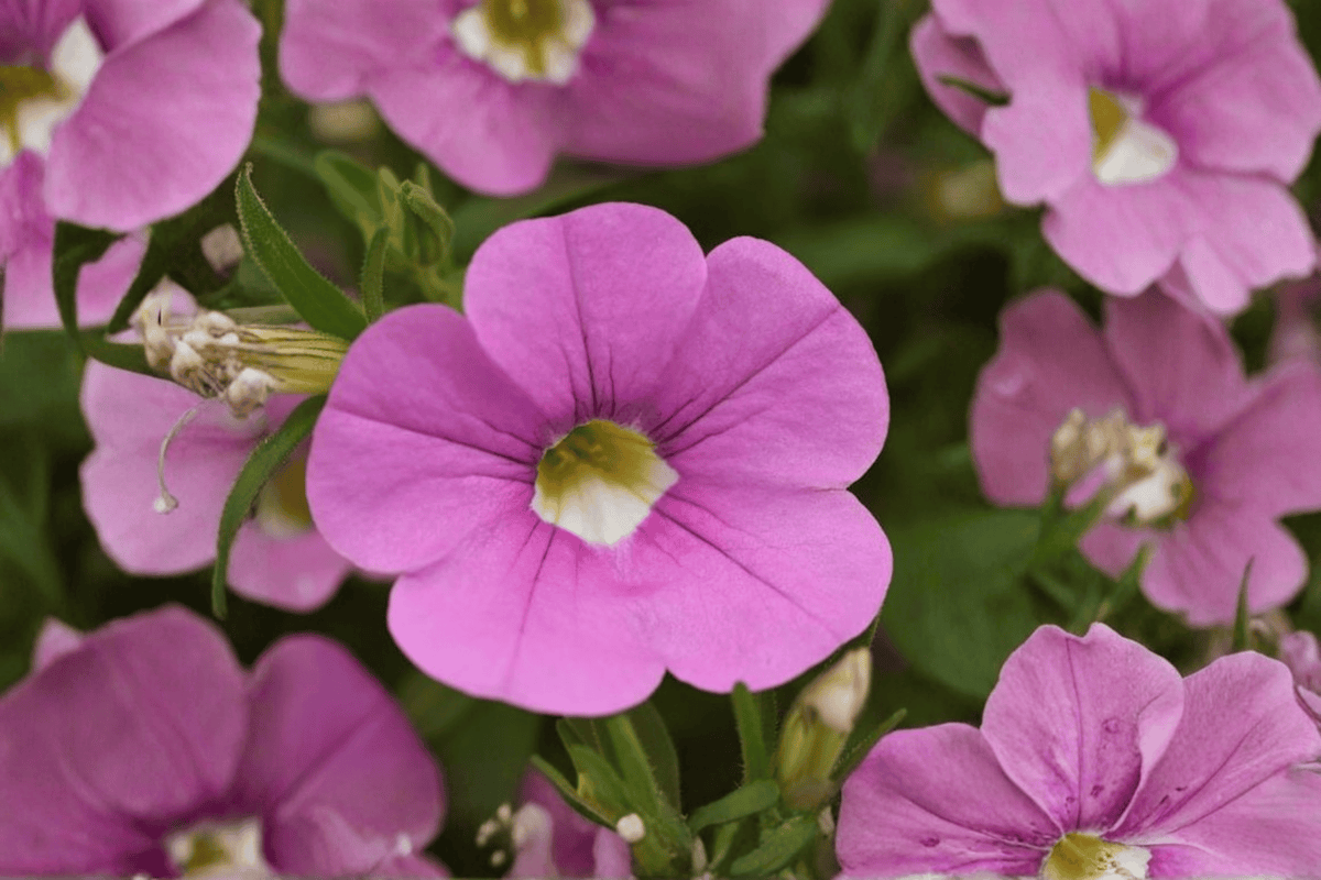 Calibrachoa MiniFamous Neo Light Pink + Eye Million Bells — 4-Inch Pot, 1 Live Plant