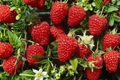 Himbo Top Everbearing Raspberry Live Plant | 1 Gallon Pot