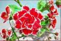 Desert Rose Adenium Obesum Seeds - Mixed Color, 10 Seeds
