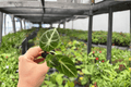 Alocasia Ninja (Alocasia reginula ‘Ninja’) Starter Plants — 2 Exact Bare-Root