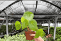 Begonia phuthoensis - 2 Bare Root Live Plants in 4-Inch Size (Exact Plants pictured)