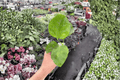 Pink Chiffon Hibiscus Starter Plants (2) Bare Root – Hibiscus rosa-sinensis