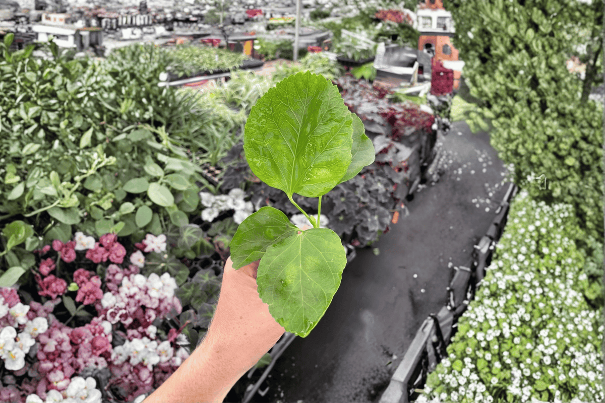 Pink Chiffon Hibiscus Starter Plants (2) Bare Root – Hibiscus rosa-sinensis