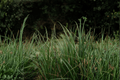 Ribbon Falls Sedge Carex ‘Ribbon Falls’ – 1 Gallon Live Plant