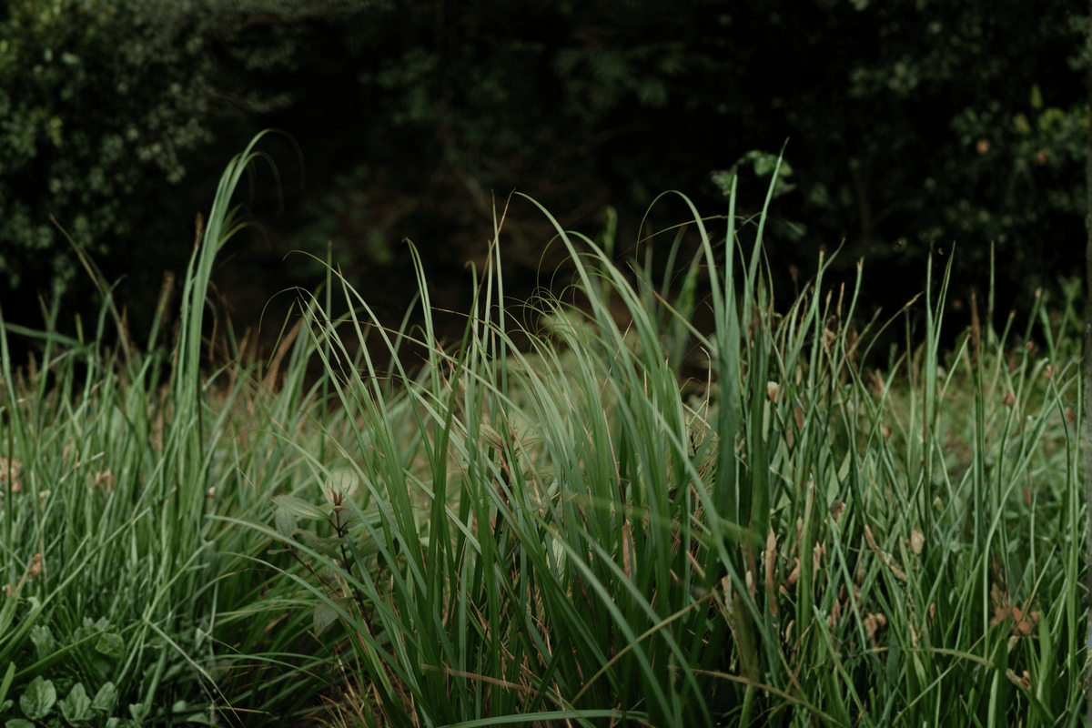 Ribbon Falls Sedge Carex ‘Ribbon Falls’ – 1 Gallon Live Plant