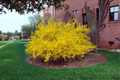 Lynwood Gold Forsythia Live Plant - 1 Gallon Pot, Early Spring Yellow Blooms