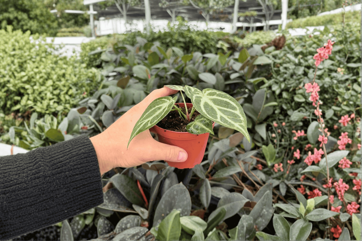Anthurium Hoffmanii x Silver Hope Live Plants – 4-Inch Pots (2) Exact