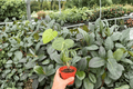 Anthurium Clarinervium × Macrolobium (2 Exact Live Plants) - 4-Inch Pots