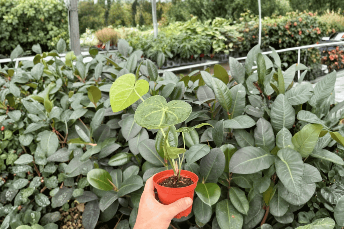 Anthurium Clarinervium × Macrolobium (2 Exact Live Plants) - 4-Inch Pots