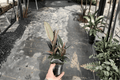 Ficus elastica 'Burgundy' Burgundy Rubber Plant – 2 Live Plants in 4-Inch Pots