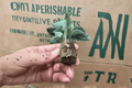 Calathea Misto Starter Plants (Goeppertia 'Misto') – 2 Bare Root Starter Plants