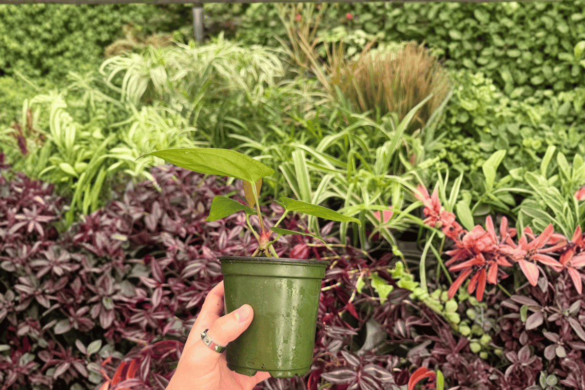 Anthurium papillilaminum × dressleri Hybrid – 2 Exact Plants, 4" Pot (Conflicting Shipping)