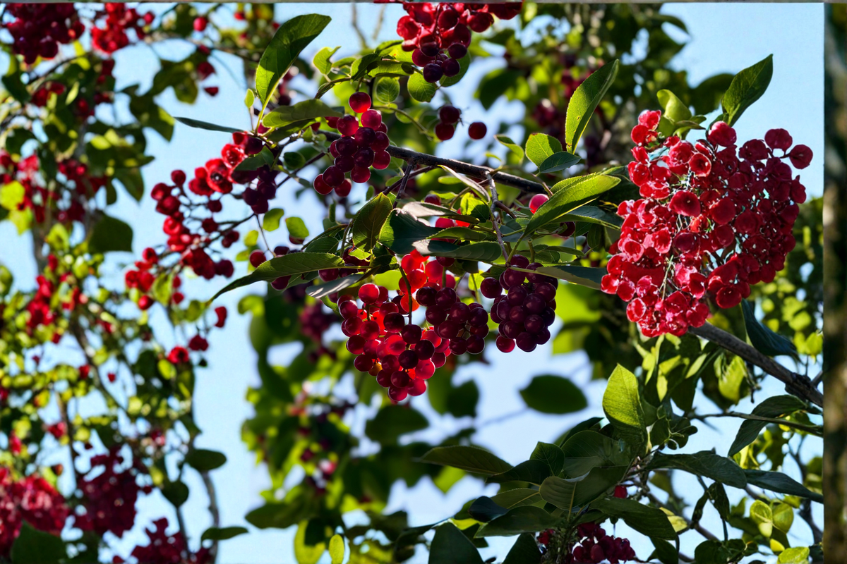 Nanking Bush Cherry Prunus tomentosa - Set of 2 Live Starter Plants (24+ inches)