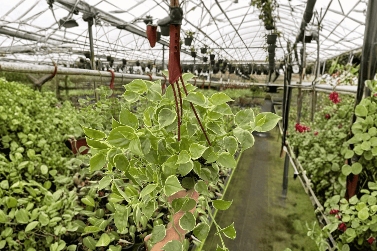 Cupid Peperomia Peperomia scandens 2 Live Plants in 6-Inch Hanging Baskets