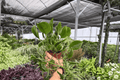 Epipremnum aureum ‘Shangri La’ Pothos – 2 Live 4-Inch Pot Plants (Exact Plants)