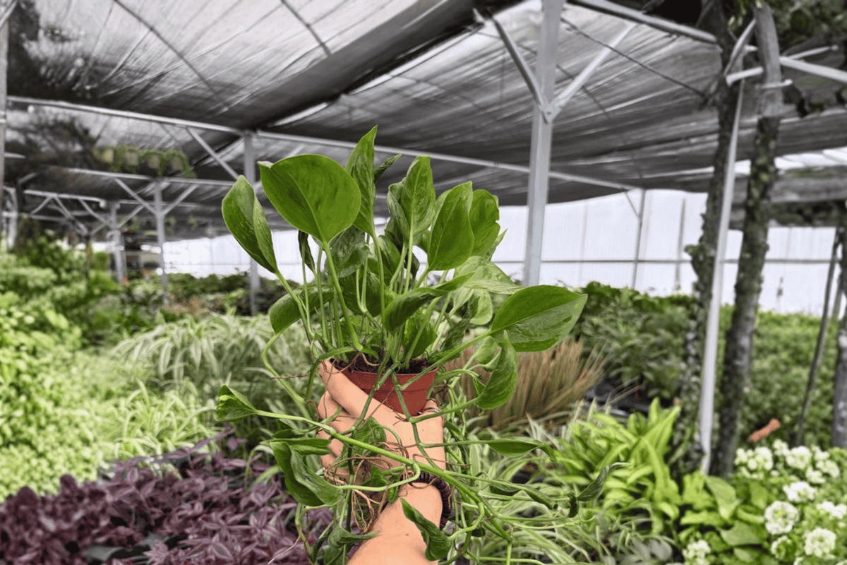 Epipremnum aureum ‘Shangri La’ Pothos – 2 Live 4-Inch Pot Plants (Exact Plants)