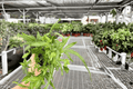 Moonlight Fern Pteris cretica ‘Mayii’ — 2 Live Plants in 4-Inch Pots