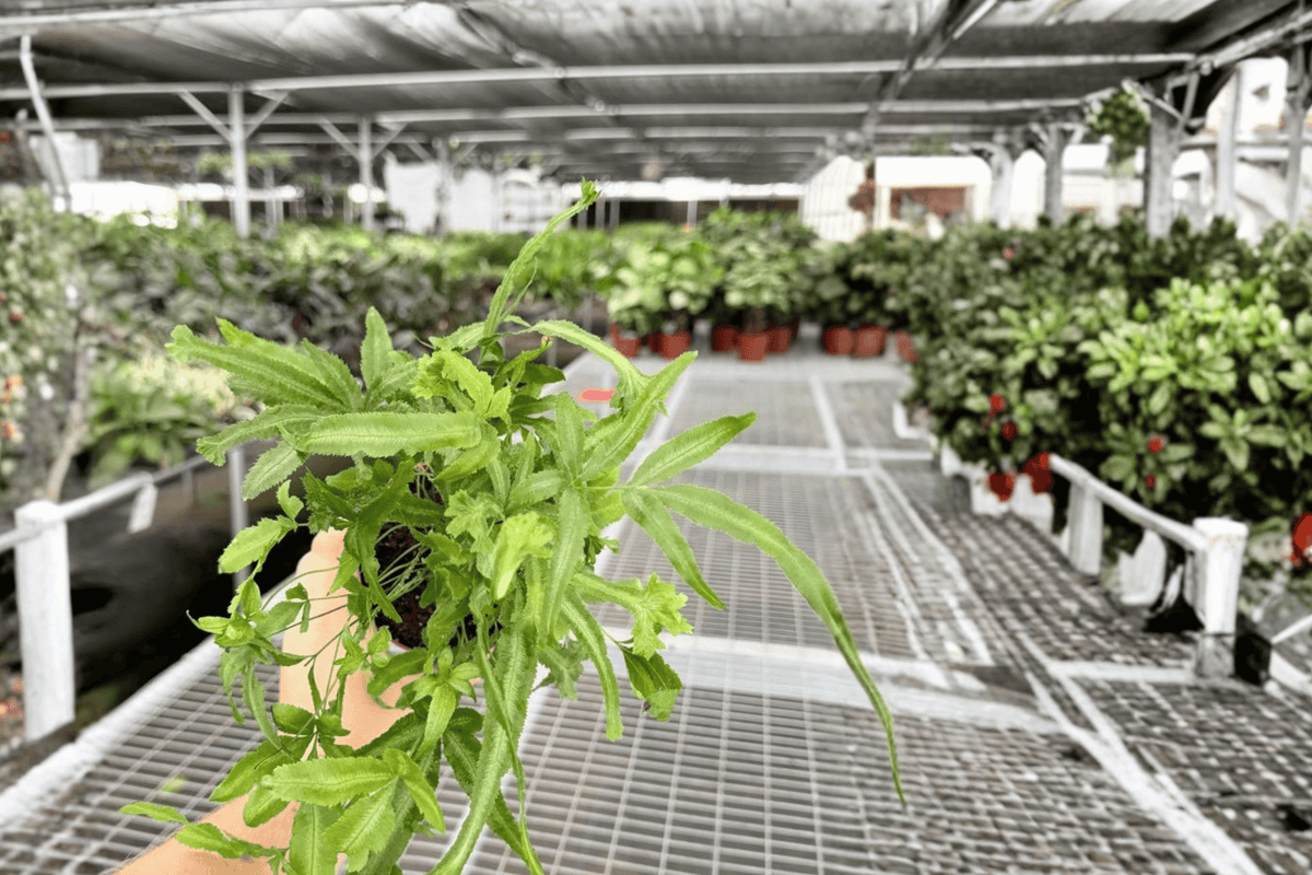 Moonlight Fern Pteris cretica ‘Mayii’ — 2 Live Plants in 4-Inch Pots