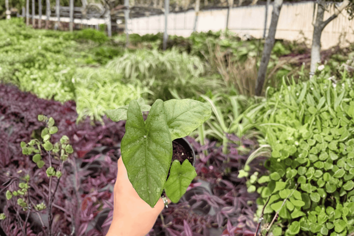 Alocasia Corazon Live Plants — 2 Potted 4-Inch Plants