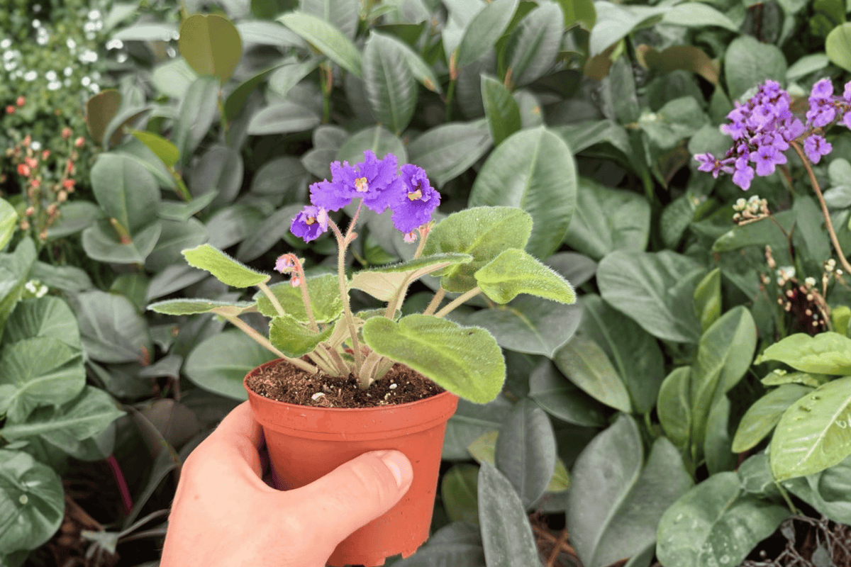 Harmony’s Purple Passion African Violet - 2 Exact Live Plants, 4-Inch Pot (Bare Root)