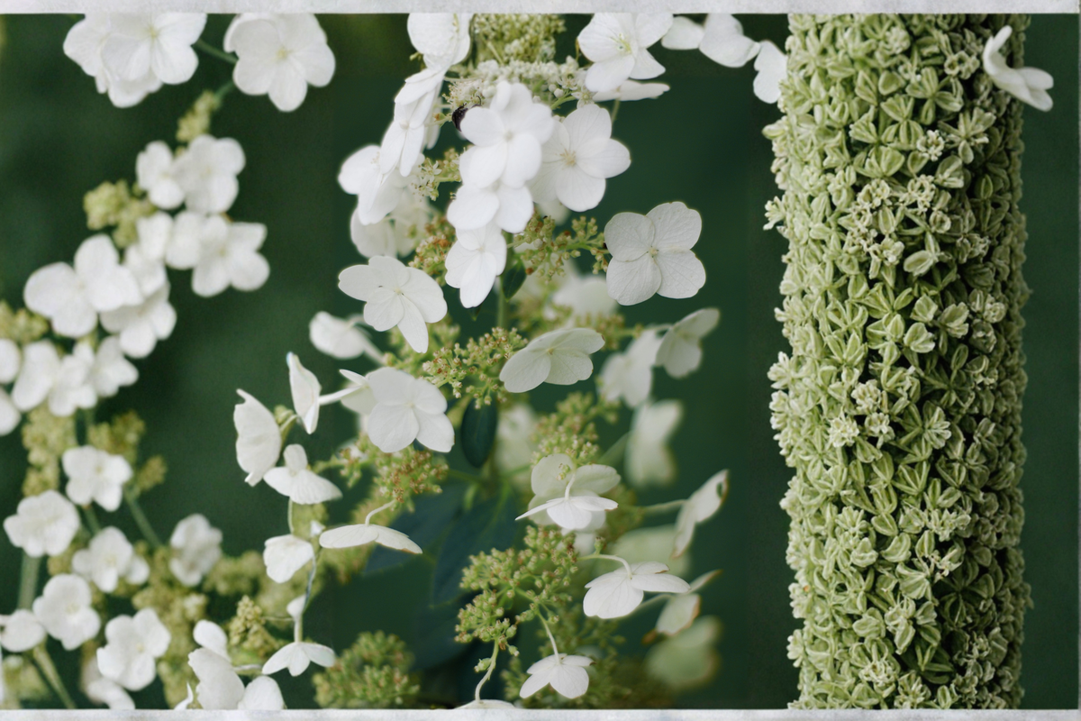 Tardiva Hydrangea Paniculata - 2 Rooted Starters in 1 Qt Pots