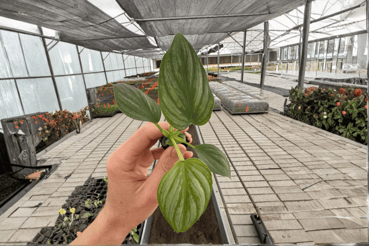Philodendron Pastazanum Silver Cloud - 2 Live Starter Plants (2-Inch) Bare Root