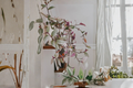 Tradescantia Nanouk Live Plant - 2-Inch Pot | Pink Green Cream Variegated Trailing Plant