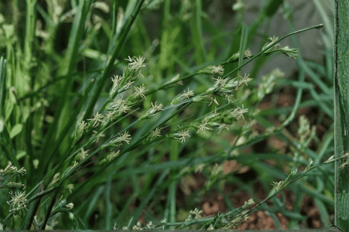 European Grey Sedge (Carex divulsa) - 4-Inch Pot