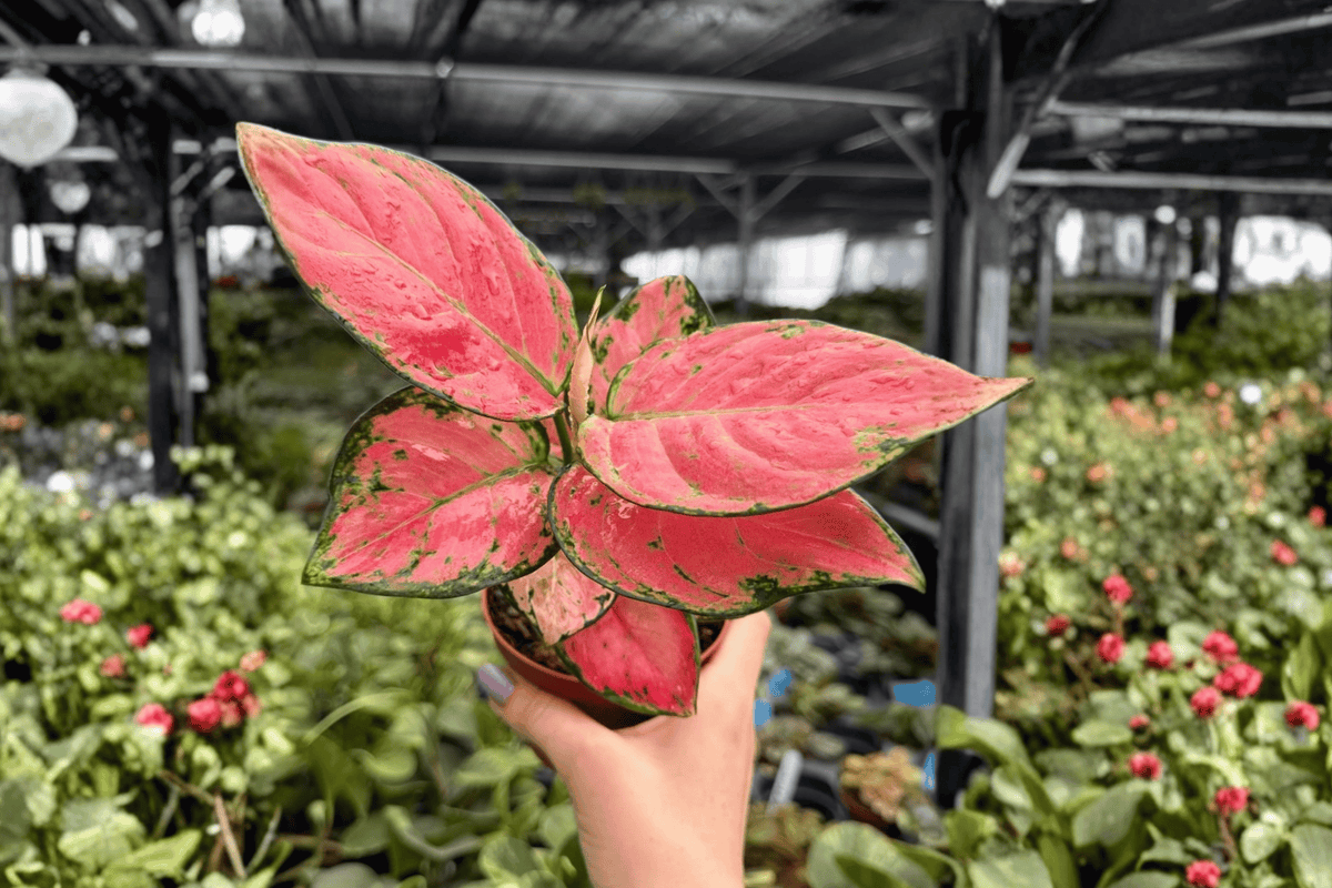 Aglaonema Super Pink - 2 Live Plants in 4-Inch Pots (Pot Included)