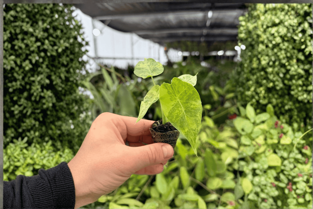 Alocasia gageana Aurea Variegated Starter Plants – 2 Live Bare Root Cuttings