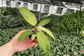 Philodendron Snowdrift Starter Plants – 2 Bare Root Starter Plants (Snowdrift)