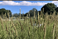 Campo de Azul Blue Moor Grass Sesleria ‘Campo de Azul’ 4-Inch Live Plant