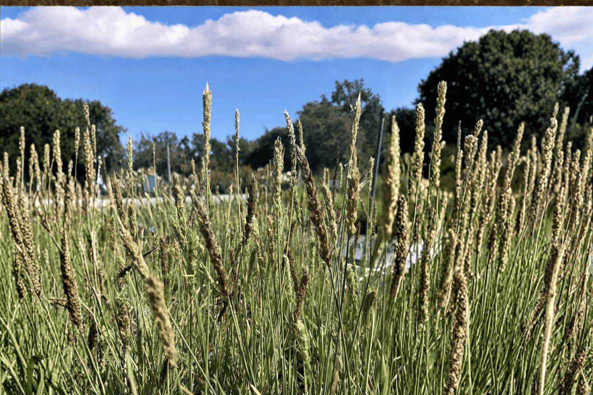 Campo de Azul Blue Moor Grass Sesleria ‘Campo de Azul’ 4-Inch Live Plant