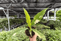 Philodendron Ring of Fire - 2 Live Plants in 4" Pots
