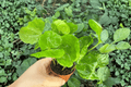 Arabica Coffee 2 Live Starter Plants – Coffea arabica, 2-Inch Nursery Size (Bare Root)