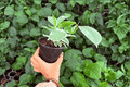 Ficus elastica 'Tineke' - 2 Live Plants in 4-Inch Pots (Potted)